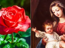 Rosa natural (imagem ilustrativa) e Nossa Senhora do Rosário.