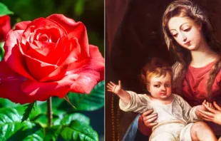 Rosa natural (imagem ilustrativa) e Nossa Senhora do Rosário.