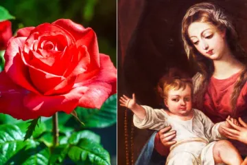 Rosa natural (imagem ilustrativa) e Nossa Senhora do Rosário.