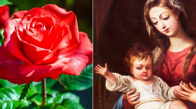 Rosa natural (imagem ilustrativa) e Nossa Senhora do Rosário. ?? 