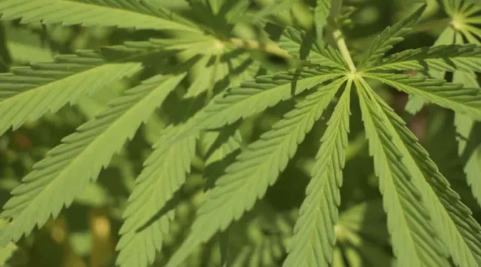 Folhas de maconha. ?? 