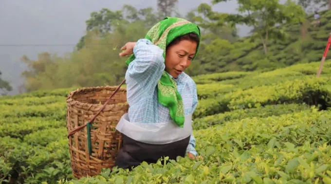 Imagem referencial de uma mulher dedicada à agricultura. ?? 