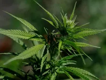 Plantação de maconha em San Anselmo, Califórnia, EUA, em 11 de agosto de 2025.