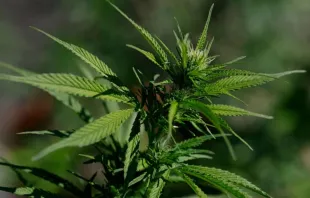 Plantação de maconha em San Anselmo, Califórnia, EUA, em 11 de agosto de 2025.