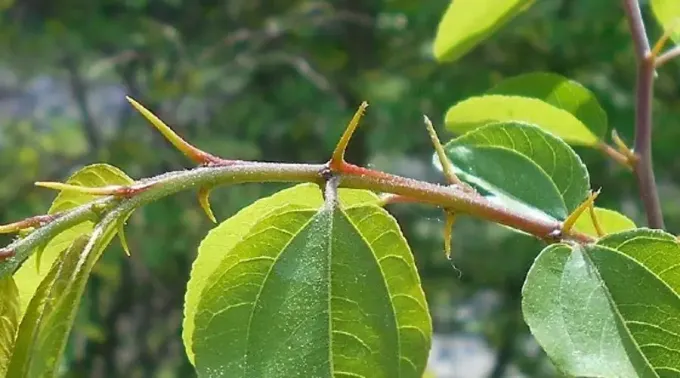 120422-referencia-Paliurus_spina-christi_WikimediaCommons.webp ?? 