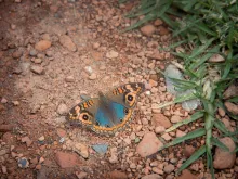 Imagem referencial: Junonia Genoveva Hilaris.