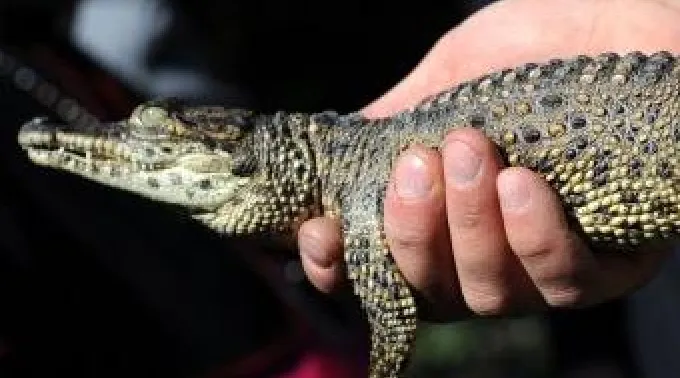 16_mar_cocodrilodelpapa160312.jpg ?? 