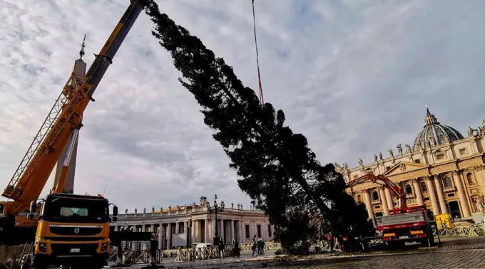 Arbol-Navidad-Vaticano-ACIPrensa-23112019.jpg ?? 