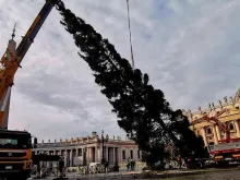 Instalação da árvore de Natal no Vaticano.