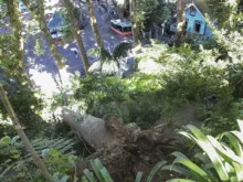 Árvore que caiu no Funchal em 15 de agosto de 2017