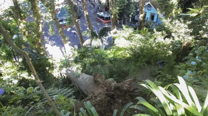 ArvoreCaidaFunchal_-_AgenciaEcclesia.jpg ?? 