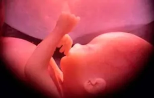 Bebê no útero. Crédito: Ivon19 (CC-BY-SA-4.0).