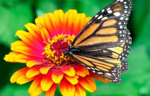 Foto referencial Pixabay domínio público