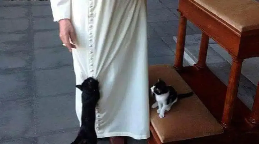 Bento XVI: Um apaixonado por gatos no Vaticano
