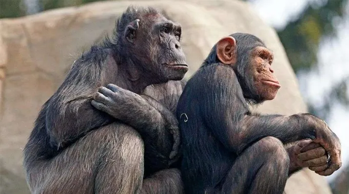 Chimpances_120218.jpg ?? 