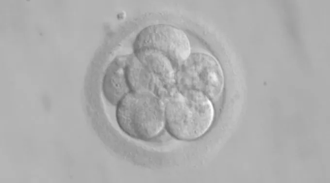 EmbrionHumano_DominioPublico.jpg ?? 