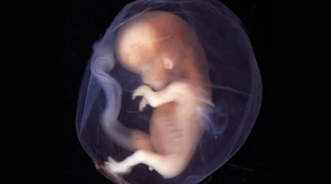 Embrion_FlickrLunarCausticCC-BY-SA-2.0_101113.jpg ?? 