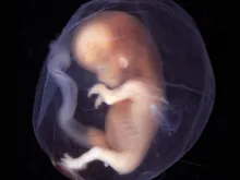Embrião