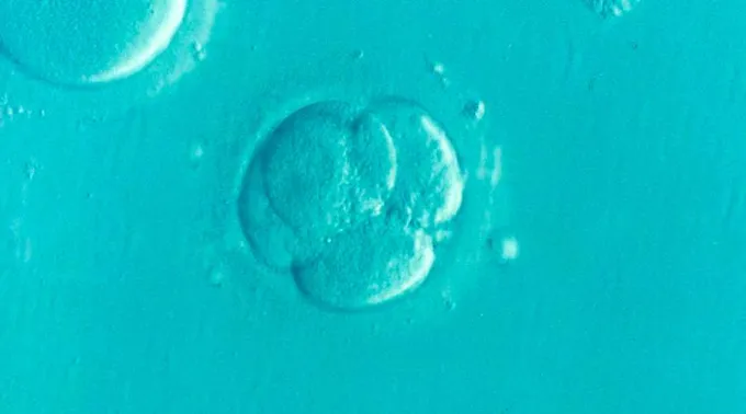 Embryo_pixabay_200819.jpg ?? 