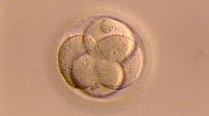 FecundacionOvulos_DominioPublico.jpg ?? 