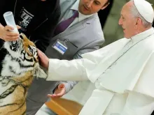 Papa Francisco acaricia o tigre no Sala Paulo VI.