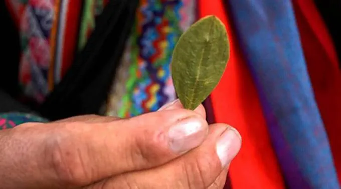 Hoja_Coca_Foto_Marcello_Casal_CC_BY_30_BR.jpg ?? 