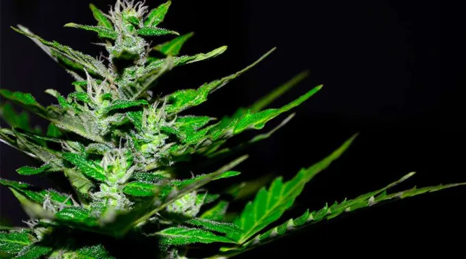 Marihuana_Pixabay_231017.jpg ?? 