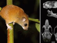 Oecomys franciscorum