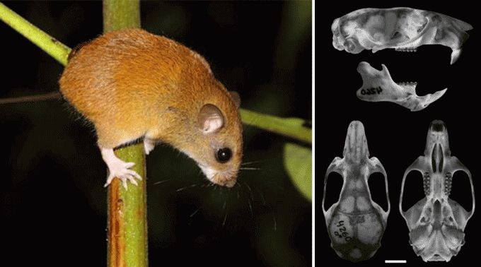 Oecomys_franciscorum_FacebookClaudioBertonatti_040616.gif ?? 