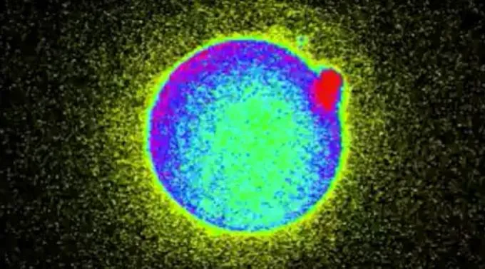 OvuloChispaVida_NorthwesternUniversity_050516.jpg ?? 