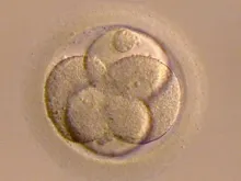 Um óvulo fecundado.