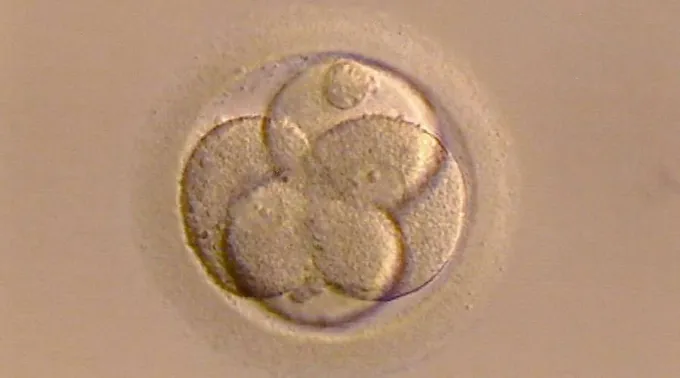 Ovulofecundado_Pixabay_13102017.jpg ?? 