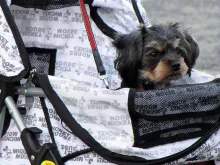 Um cachorro é levado em um carrinho semelhante ao que se usa para bebês.