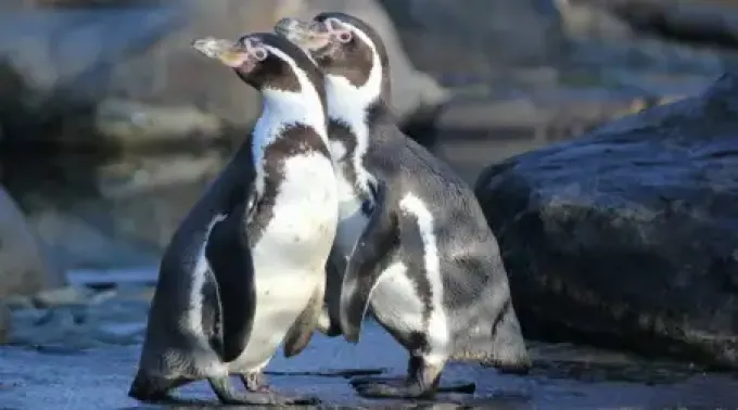 Pinguinos-Humboldt-Dusan-veverkolog-Unsplash-310122.webp ?? 