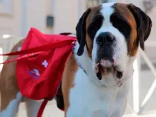 Magnum, o cão São Bernardo que esteva com o Papa Francisco.