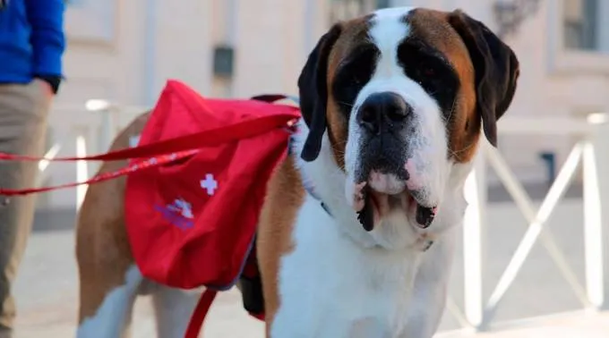 SanBernardoAudienciaG20160518.jpeg ?? 