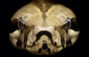 Imagem ilustrativa. Crédito: David Clode