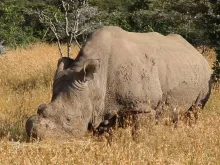 Rinoceronte Sudan.