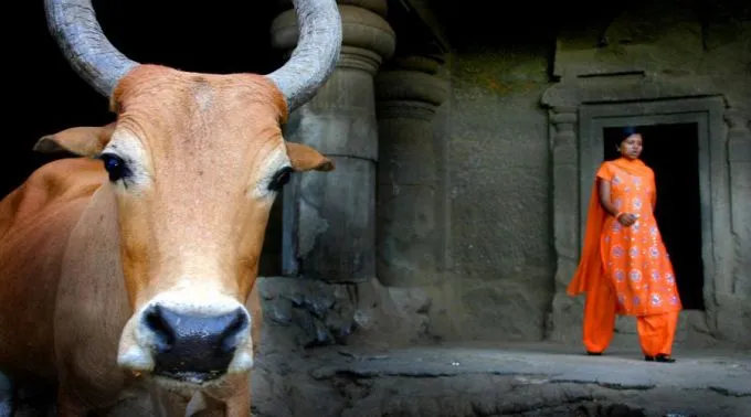 VacaIndia_RonanShawCC-BY-NC-SA-2.0_Flickr_190315.jpg ?? 