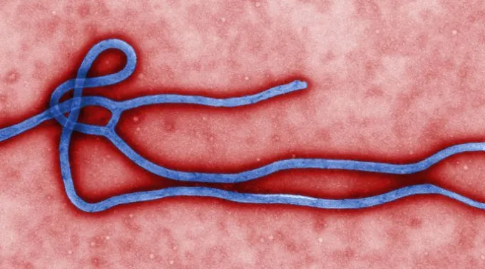 Virion_Ebola_CDC.jpg ?? 