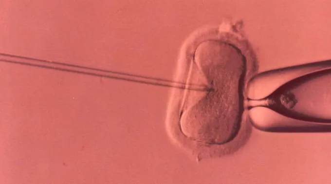 fertilizacion_in_vitro_27012020.jpg ?? 