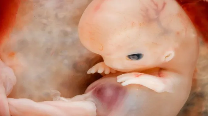 fotos_vida_humana_comeca_na_concepcao.jpg ?? 