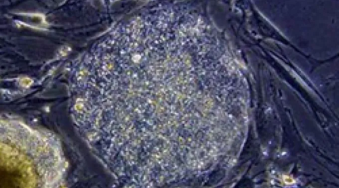 ppcelulas150110.jpg ?? 