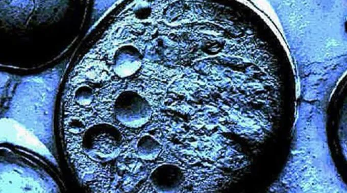 ppcelulasmadre170513.jpg ?? 