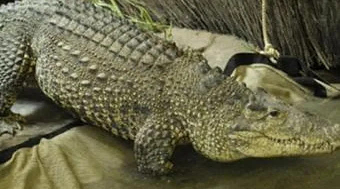 ppcocodrilo110112.jpg ?? 