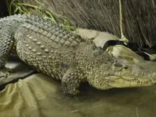 Um exemplar do Crocodylus rhombifer