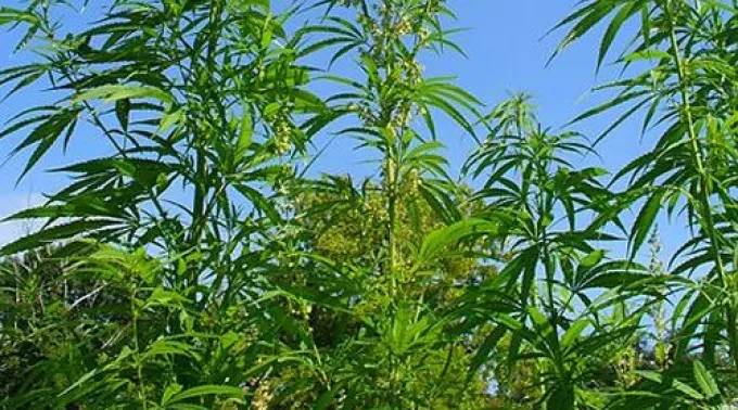 ppmarihuana180214.jpg ?? 