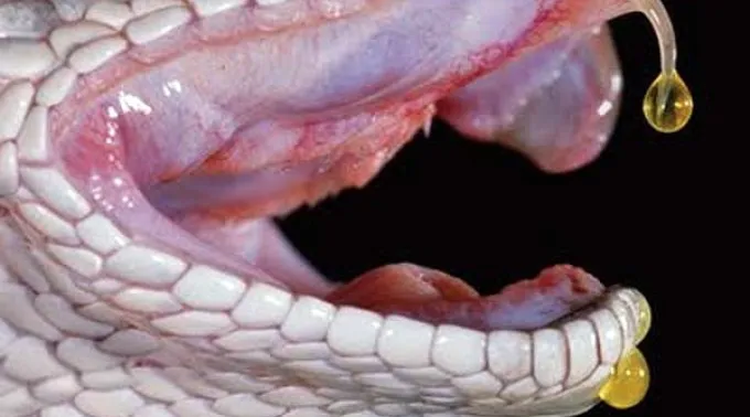 veneno_cobra-44596-5092cab718c60.jpg ?? 